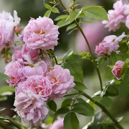 비블로스 아트 아미스타 호텔 5*